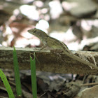 Green Anole