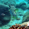Stripebelly Pufferfish