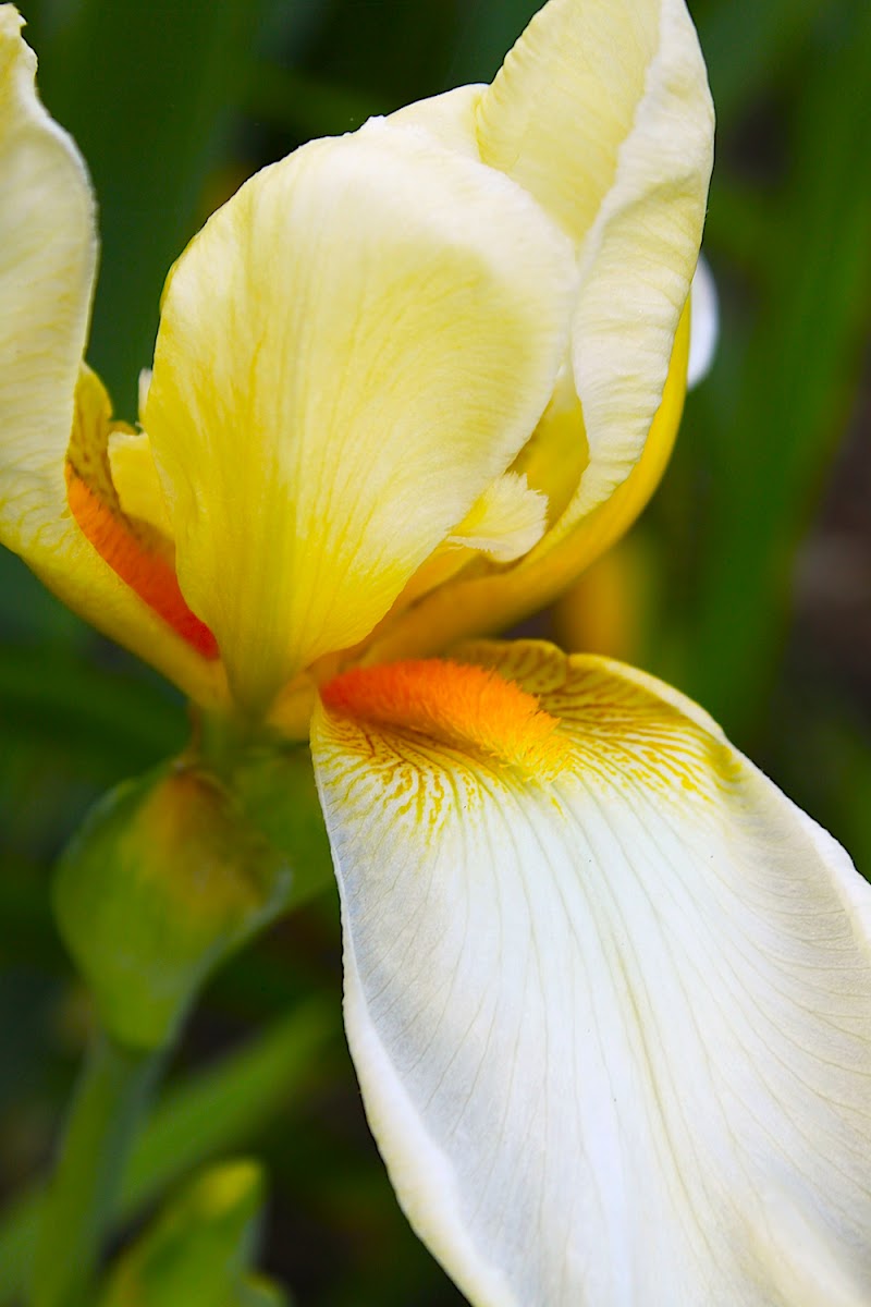 Iris, (yellow & cream)