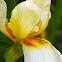 Iris, (yellow & cream)