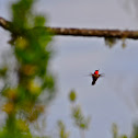 Roufus Hummingbird