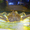 Alaska king crab