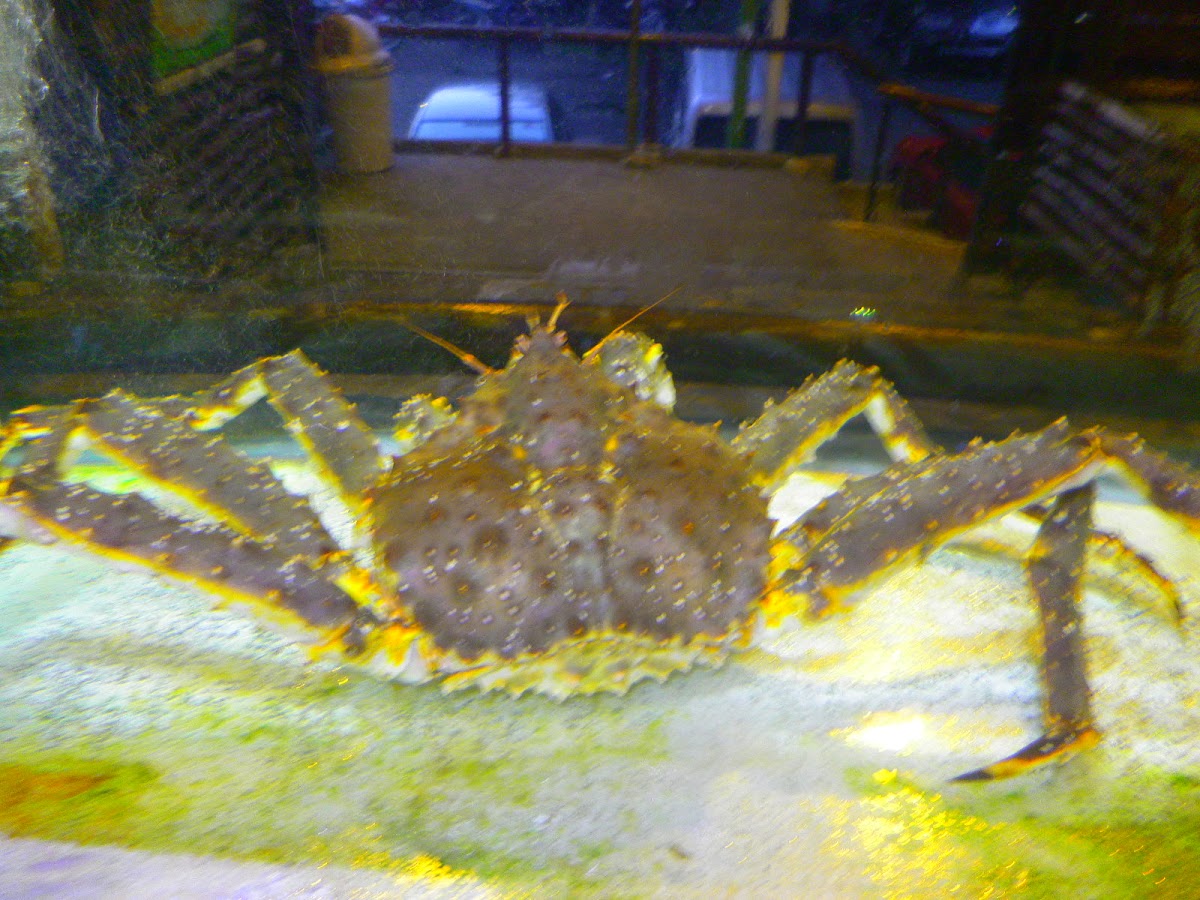 Alaska king crab