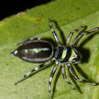 Banded Metallic-green Jumping Spider
