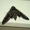 Five Spotted Hawk Moth