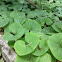 Canadian Wild Ginger