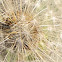 Dandelion seed head