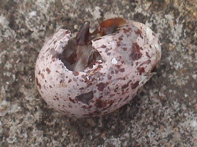 Egg of red vented bulbul