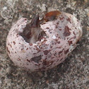 Egg of red vented bulbul