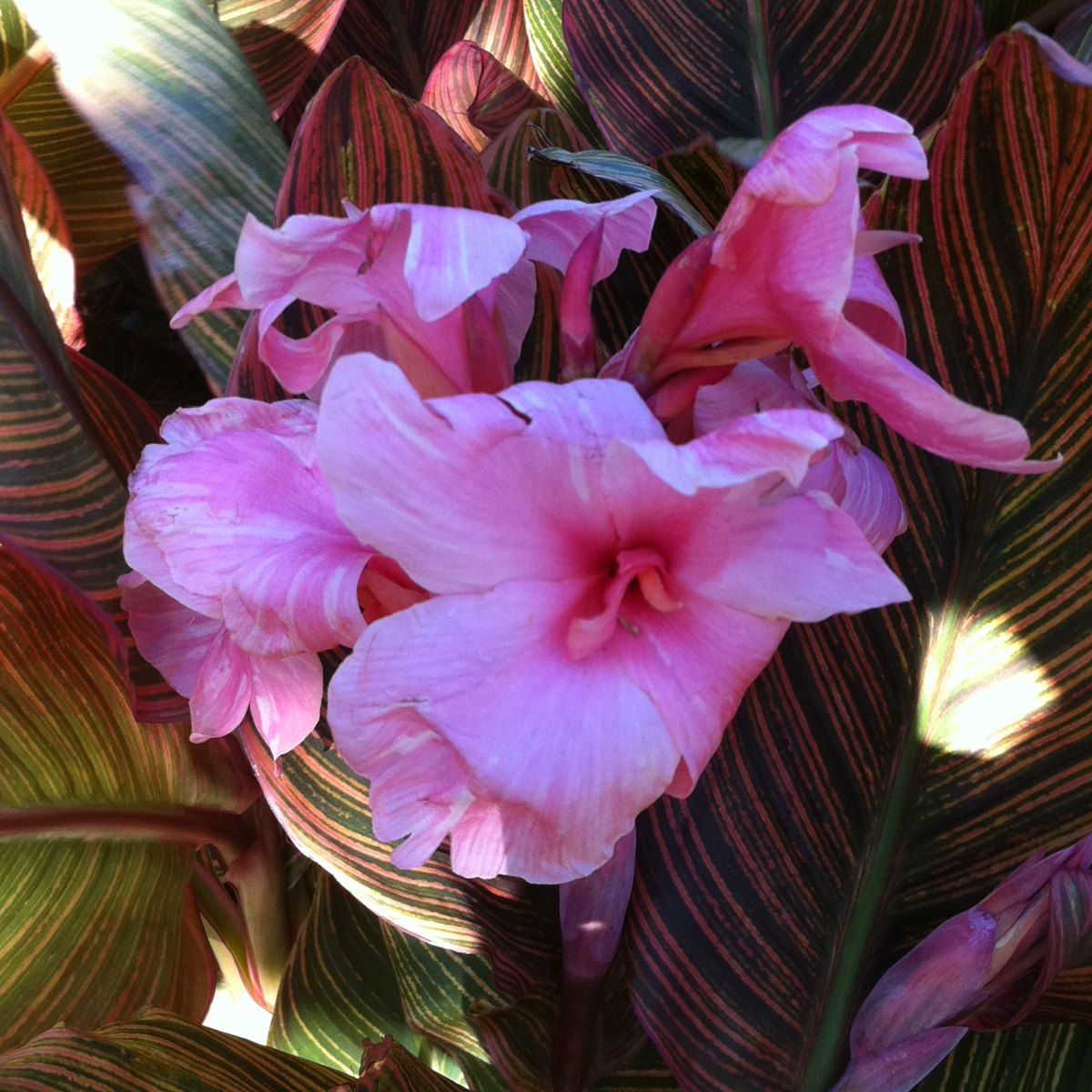 Desert Sunburst Canna