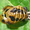Ladybug nymph