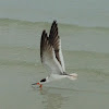 Oystercatcher