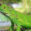 Green Iguana