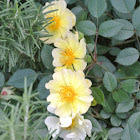 Yellow ground-cover rose