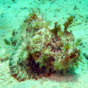 Mozambique Scorpionfish