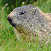 Alpine marmot