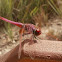 Red-veined darter (Dragonfly)