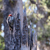 Red-naped Sapsucker