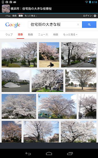 免費下載旅遊APP|Japan:Large CherryTree in town app開箱文|APP開箱王