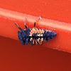 Multicolored Asian Lady Beetle Larvae