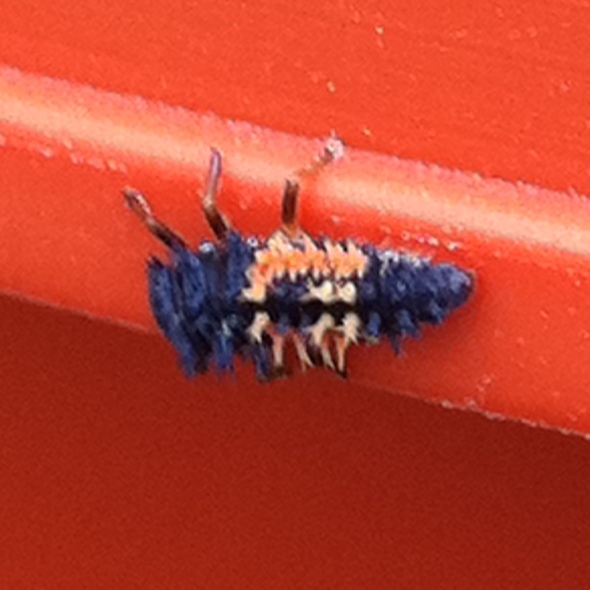 Multicolored Asian Lady Beetle Larvae
