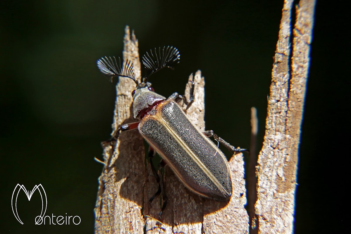 Cicada parasite beetle