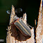 Cicada parasite beetle