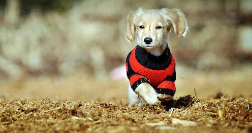 犬服のパズル