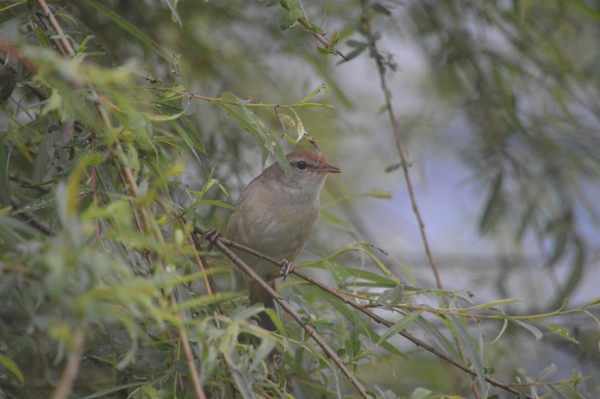 短翅樹鶯 / Bush Warbler