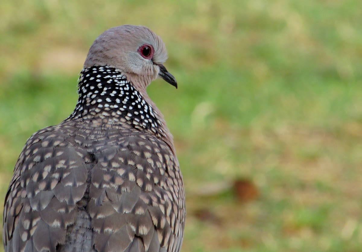 Spotted Dove