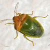 Red-banded Stink Bug
