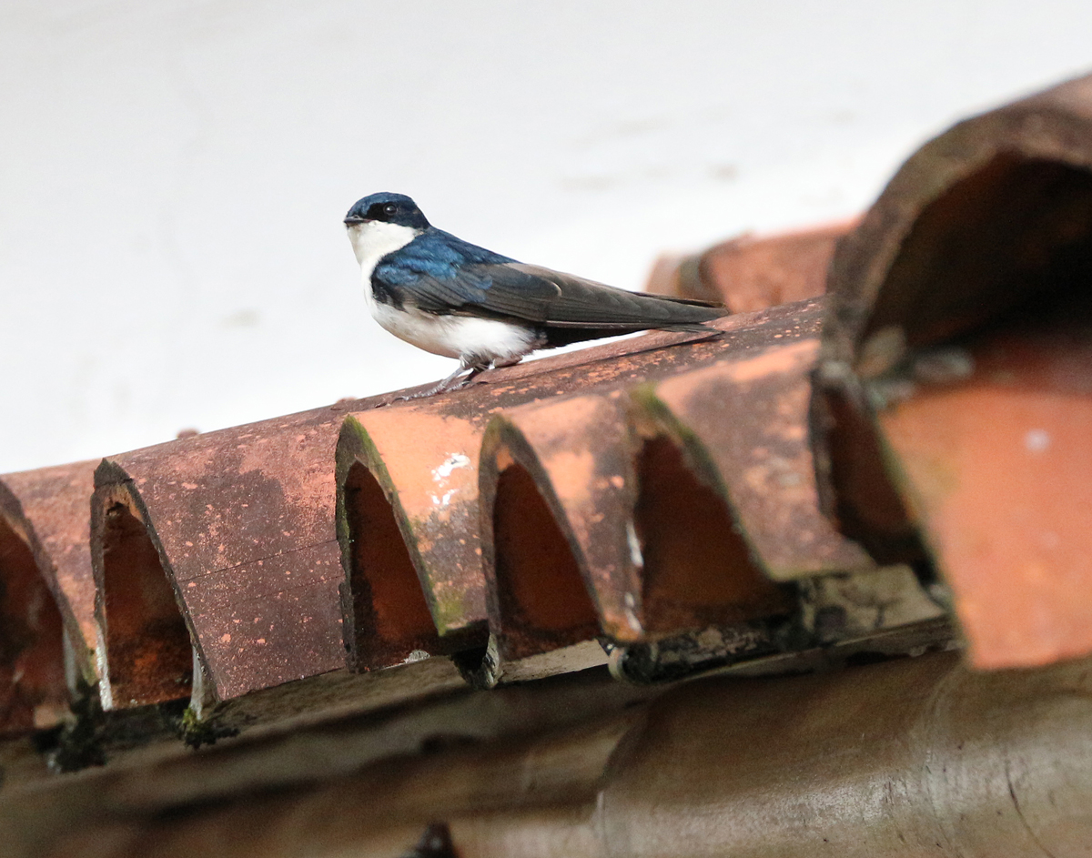 Blue and white Swallow