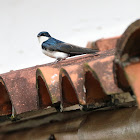Blue and white Swallow