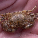Crab / Cangrejo