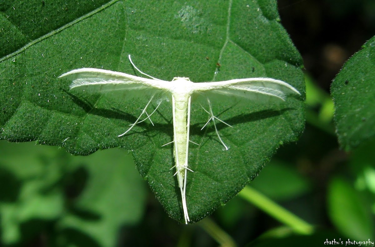 Morning-glory Plume Moth