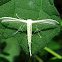 Morning-glory Plume Moth