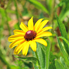 Black-eyed Susan