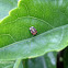 Lady bug - Mariquita