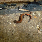 Eastern Redbacked Salamander