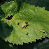 Groene stinkwants (Palomena prasina)