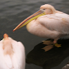Pink-backed pelican?