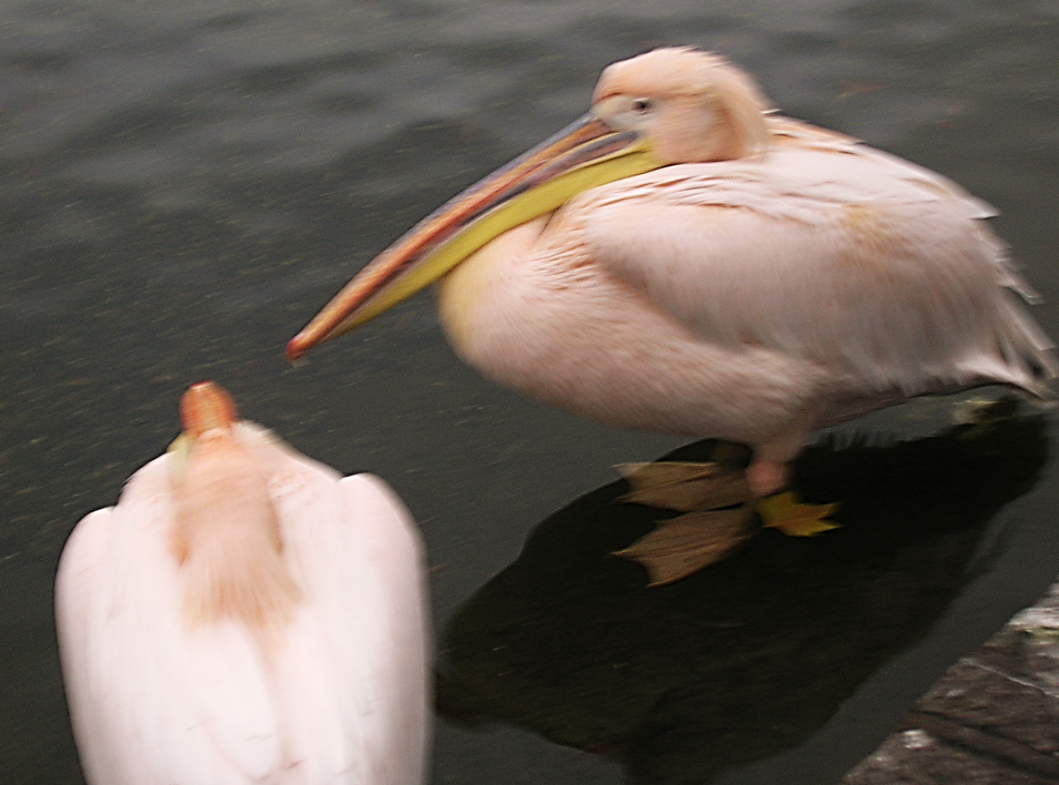 Pink-backed pelican?