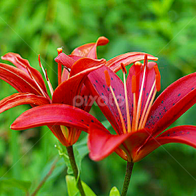 Lilium bulbiferum by Darko Kireta - Flowers Flowers in the Wild