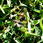 Spanish Bee; Iberian Honey Bee