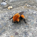 Red Bumblebee