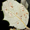 Agalla de encina, Holm oak gall