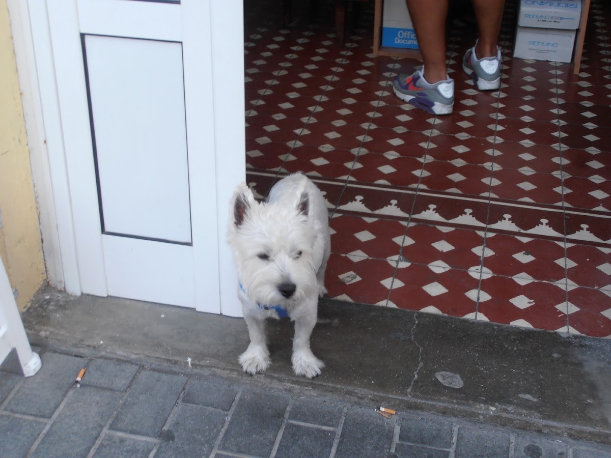 dog-West Highland White Terrier 