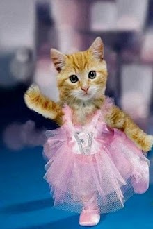 Funny Animals Pics HD I