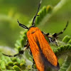 Lycid-mimicking Moth