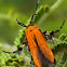 Lycid-mimicking Moth